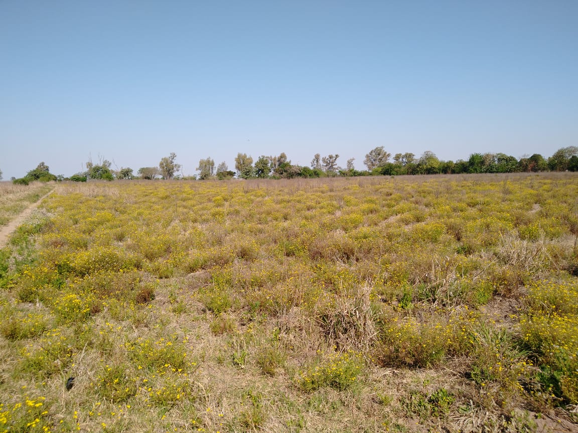 colonia corondina con  bañado - altura km 414